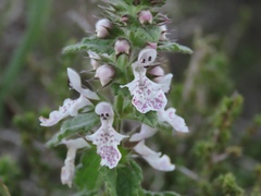Stachys bolusii