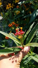 Asclepias curassavica
