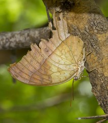 Charaxes varanes vologeses