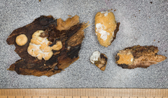 Hypomyces tremellicola