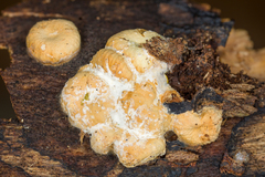 Hypomyces tremellicola