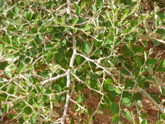 Ziziphus mauritiana