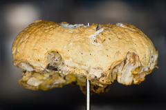 Hypomyces tremellicola