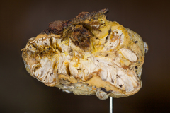 Hypomyces tremellicola