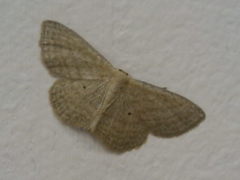 Scopula virgulata
