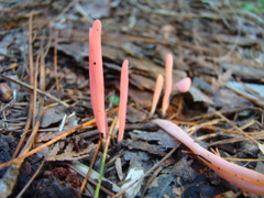 Clavaria rosea