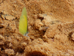 Eurema brigitta brigitta