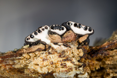 Xylaria frustulosa