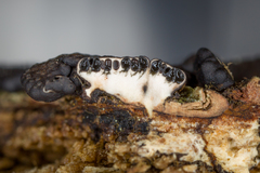 Xylaria frustulosa