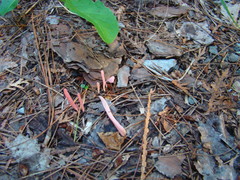 Clavaria rosea