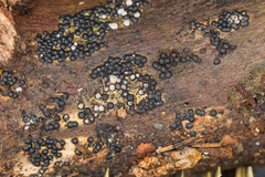 Rosellinia subiculata