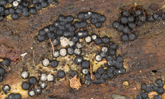 Rosellinia subiculata