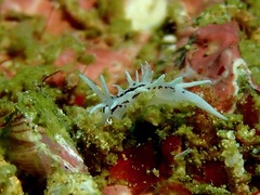 Okenia brunneomaculata