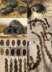 Rosellinia subiculata