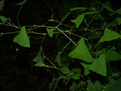 Persicaria perfoliata