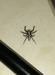 Leptofreya ambigua