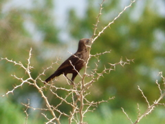 Myrmecocichla aethiops