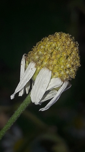Corn Chamomile