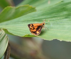 Taractrocera archias