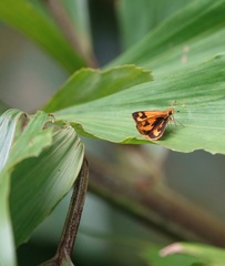 Taractrocera archias