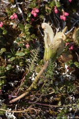 Pedicularis capitata