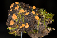 Sphaerosporium lignatile