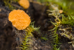 Sphaerosporium lignatile