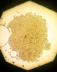 Sphaerosporium lignatile