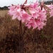 Amaryllis belladonna - Photo (c) pretzelle, μερικά δικαιώματα διατηρούνται (CC BY-NC)
