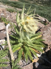 Cirsium funkiae