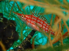 Oxycirrhites typus