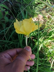 Oenothera flava