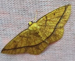 Periclina