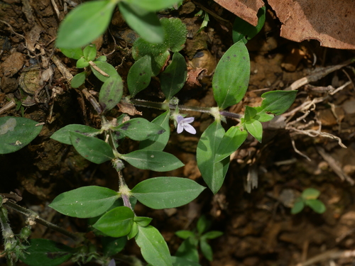Hedyotis chrysotricha iNat (3)