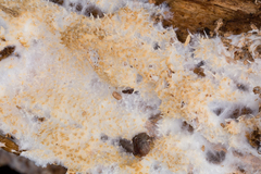 Hydnocristella himantia