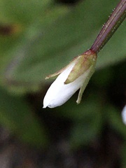 Epilobium lactiflorum