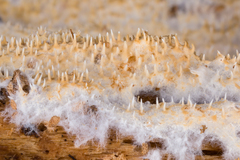 Hydnocristella himantia