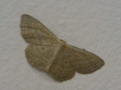 Scopula virgulata