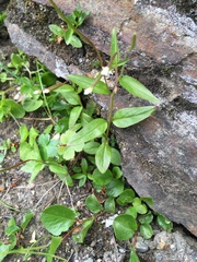 Epilobium lactiflorum