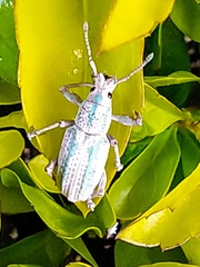 Compsus viridivittatus
