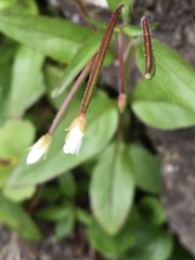 Epilobium lactiflorum