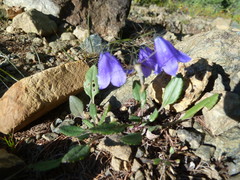 Campanula rotundifolia