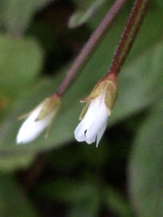 Epilobium lactiflorum