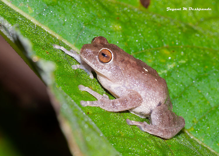 Large Ponmudi Bush Frog