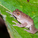 Large Ponmudi Bush Frog - Photo (c) Jayant M Deshpande, some rights reserved (CC BY-NC), uploaded by Jayant M Deshpande