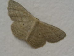 Scopula virgulata