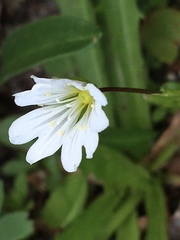 Cerastium glabratum