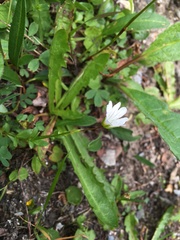 Cerastium glabratum