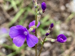 Buchnera floridana image
