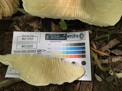 Lactifluus subvellereus